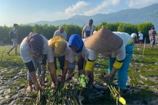 Nelayan Ganjar Tanam Pohon Mangrove di Pantai Pancer Puger Jember - JPNN.com Jatim