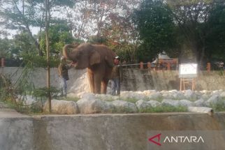 Libur Panjang, Semarang Zoo Akan Tampilkan Atraksi Binatang yang Lucu-Lucu - JPNN.com Jateng