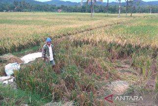 Seribuan Hektare Lahan Padi di Cilacap Terdampak Kekeringan - JPNN.com Jateng