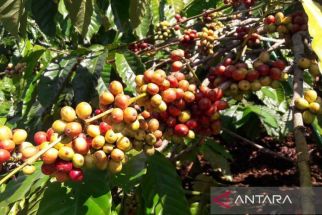 Kopi Temanggung Sedang Naik Daun, Petani Harus Tetap Jaga Kualitas - JPNN.com Jateng