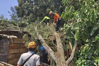 Pohon Tumbang Timpa Rumah, Warga Batu Harap Waspadai Angin Kencang - JPNN.com Jatim