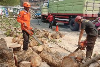 Pengendara Motor Luka-Luka Tertimpa Pohon di Malang, Begini Kronologinya - JPNN.com Jatim