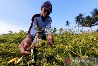 Harga Cabai Rawit Kian 'Pedas', Pemerintah Kalang Kabut, Petani Senang - JPNN.com Jatim