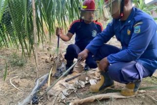 Geger, Pelajar SMP di Pacitan Disembur Ular Kobra Sepanjang 1,3 Meter - JPNN.com Jatim