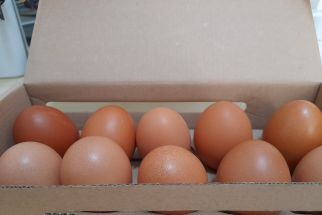 Pentingnya Kesejahteraan Hewan untuk Kualitas Telur yang Lebih Baik - JPNN.com Jogja