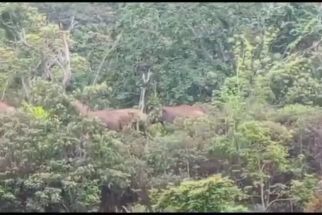 Belasan Gajah Liar di Pesisir Barat Ngamuk, Rusak Rumah dan Lahan Warga - JPNN.com Lampung