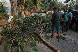 Antisipasi Pohon Tumbang, DLH Surabaya Rutin Lakukan Perantingan - JPNN.com Jatim