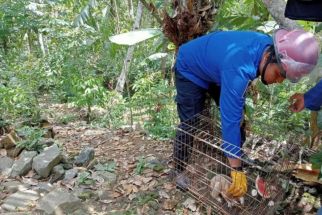 Warga Ponorogo Dikagetkan Primata Kukang Masuk Permukiman, Diduga Tersesat - JPNN.com Jatim