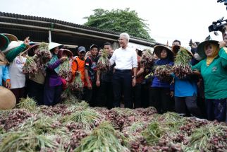 Bersama Ribuan Petani Brebes, Ganjar Panen Raya Bawang Merah - JPNN.com Jateng