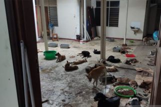 Sejumlah Lokasi di Kota Semarang Diduga Menjual Daging Anjing, Satpol PP Bergerak - JPNN.com Jateng