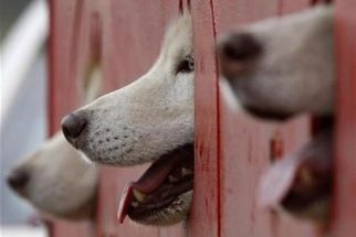 Soal Larangan Penjualan Daging Anjing di Solo, Pemkot Surakarta: Masih Bersifat Imbauan - JPNN.com Jateng