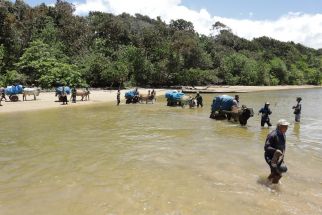 Distribusi Logistik Pemilu di Lampung Menggunakan Gerobak Sapi, Susuri Laut Hingga Terjebak di Jalan Lumpur - JPNN.com Lampung