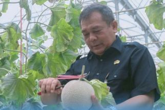 Pemkab Purwakarta Mulai Melirik Melon Sebagai Salah Satu Produk Unggulan - JPNN.com Jabar