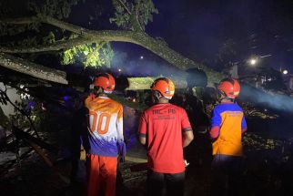 Nahas, Pemotor Tewas Tertimpa Pohon Tumbang di Trenggalek Saat Dini Hari - JPNN.com Jatim