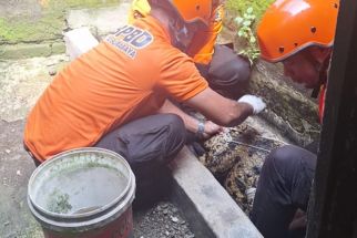 BPBD Evakuasi Buaya Sepanjang 2,5 Meter Milik Warga Surabaya - JPNN.com Jatim