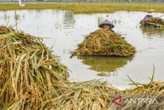 Akibat Banjir, Ribuan Hektare Sawah di Jawa Tengah Terancam Gagal Panen - JPNN.com Jateng