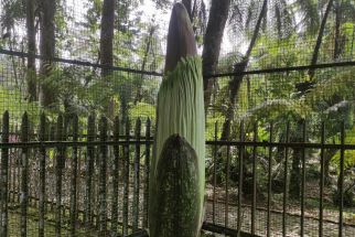 Sambut Libur Lebaran, Bunga Bangkai Setinggi 171cm Mekar di Kebun Raya Cibodas - JPNN.com Jabar