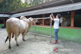 Begini Penampakan Sapi Kurban Milik Jokowi, Beratnya Hampir 1 Ton - JPNN.com Jogja