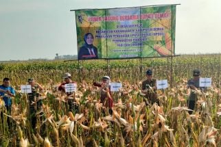 Panen Raya Jagung di Demak, Bupati: 50% Produksi untuk Pakan Ternak - JPNN.com Jateng