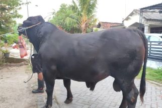 Sapi Hitam dari Ponpes An-Nidzhom Sukabumi Jadi Hewan Kurban Megawati Soekarnoputri - JPNN.com Jabar