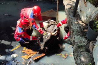 Kaget Suara Klakson Motor, Sapi Kurban Milik Warga Rungkut Tercebur Sungai    - JPNN.com Jatim