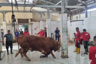 Masjid Raya Bandung Sembelih Hewan Kurban Titipan Presiden Jokowi - JPNN.com Jabar