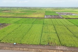 Imbas Varietas Padi Unggul, Produksi Petani Merauke Sukses Naik - JPNN.com Jatim