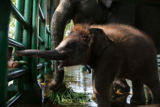 KBS Punya Satwa Baru dengan Kelahiran Anak Gajah Bernama Rocky Balboa, Lihat - JPNN.com Jatim