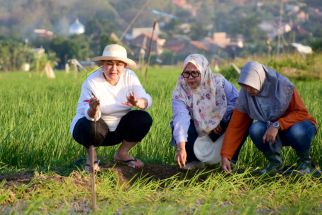 Kerja Sama dengan BRIN, Mbak Ita Ingin Padi Biosalin Bisa Bermanfaat Bagi Warga Pesisir - JPNN.com Jateng