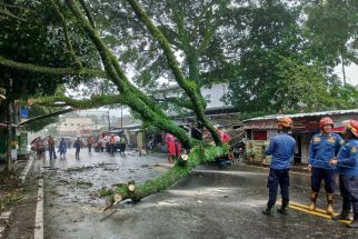 Hindari Jalan Ini Saat Berkendara di Kota Bogor dalam Kondisi Hujan dan Angin Kencang, Rawan Pohon Tumbang! - JPNN.com Jabar