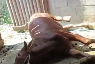 Sapi Milik Warga Kota Batu Mati Mendadak, Diduga Keracunan Rumput - JPNN.com Jatim