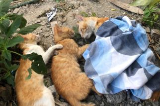 Belasan Kucing di Kota Malang Mendadak Mati Bersamaan, Diduga Diracun - JPNN.com Jatim