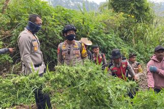 Temuan Ganja di Lereng Gunung Semeru Jadi 25 Ribu Batang - JPNN.com Jatim