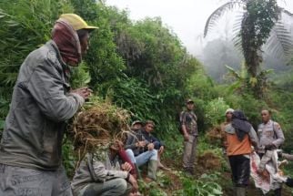 Polisi Kembali Temukan 4 Lahan Ganja di Lereng Gunung Semeru, Total Sebegini - JPNN.com Jatim