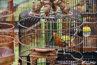 512 Peserta Berebut Piala Wali Kota Jogja dalam Lomba Kicau Burung - JPNN.com Jogja