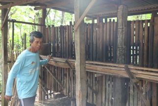 Kematian Puluhan Kambing di Pulung Ponorogo Bukan Akibat PMK, Ternyata - JPNN.com Jatim