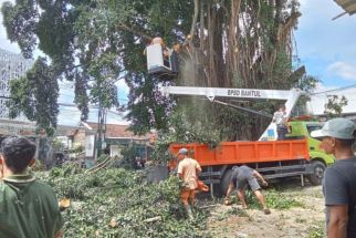 Pertigaan Beringin Kasongan Ditutup, Pohon Besar Sedang Dipangkas - JPNN.com Jogja