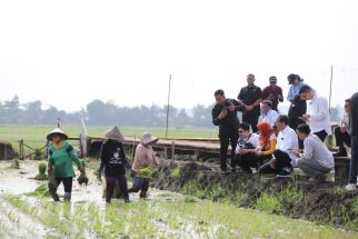 Padi Biosalin di Semarang, Diresmikan Mbak Ita, Lalu Dikunjungi Jokowi - JPNN.com Jateng