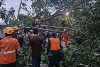 5 Pengendara di Bondowoso Terluka Tertimpa Pohon Tumbang - JPNN.com Jatim