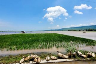 Ratusan Hektare Sawah Padi di Situbondo Terendam Banjir, Petani Gagal Panen - JPNN.com Jatim