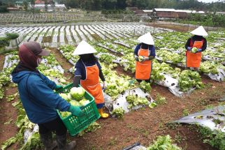 McDonald’s Indonesia Fasilitasi Asuransi Kecelakaan dan Kematian untuk Petani Lokal di Jawa Barat - JPNN.com Jabar