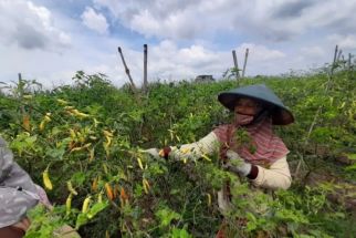 Cuaca Buruk, Harga Cabai Rawit Tingkat Petani di Tulungagung Naik Hingga Rp85 Ribu - JPNN.com Jatim