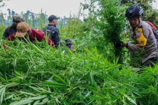 Menhut Bongkar Fakta Temuan Ladang Ganja di TNBTS, Bantah Isu Penutupan - JPNN.com Jatim