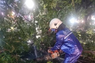 6 Pohon Tumbang & 1 Orang Terluka Akibat Hujan Deras Disertai Angin di Surabaya - JPNN.com Jatim