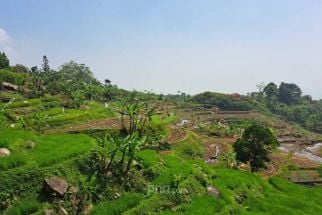 Gegara Diserang Hama Tikus, 250 Hektare Sawah di Karawang Gagal Panen - JPNN.com Jabar