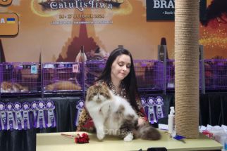 Ratusan Kucing Berbagai Ras Unjuk Gigi di CFA International Cat Show - JPNN.com Jatim