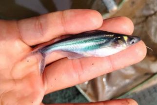 Ikan Wader Terancam Punah, Begini Cara Mencegahnya - JPNN.com Jogja