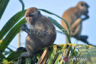UPN dan Pemerintah DIY Punya Solusi Agar Monyet Ekor Panjang Tak Merusak Kebun Warga - JPNN.com Jogja
