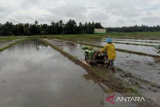 Cara Dinas Pertanian Meningkatkan Produksi Padi di Bantul - JPNN.com Jogja