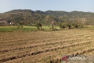 Kabupaten Bantul Sudah Bersiap Menghadapi Kemarau - JPNN.com Jogja